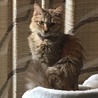 あげまる