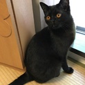 ボンベイ♂