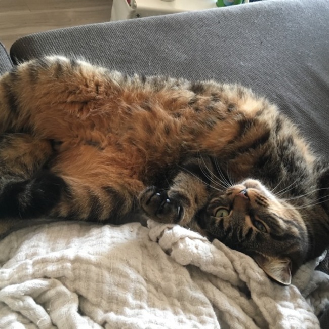 たんそくのカバー写真