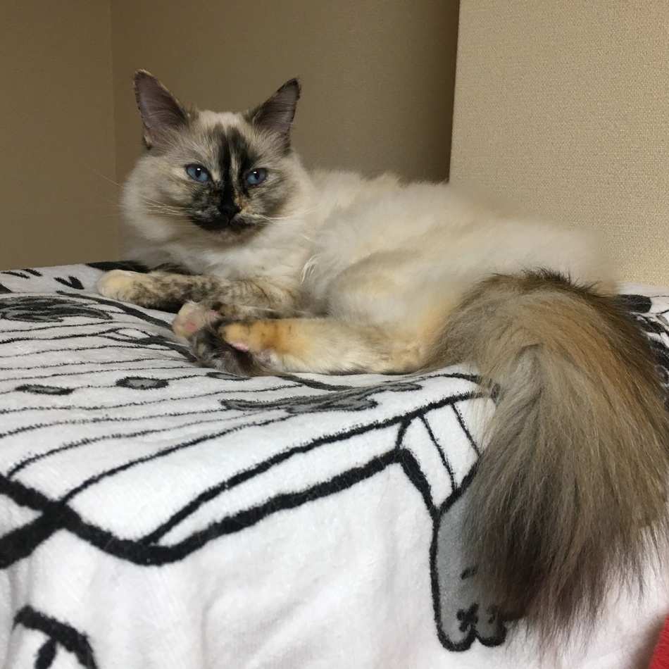 チャイのカバー写真