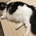 雄猫 4歳
