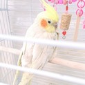 オカメインコ ♀  里親様募集