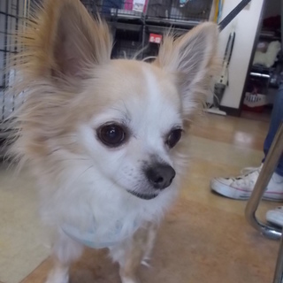 犬にも人にもフレンドリーなチワワ