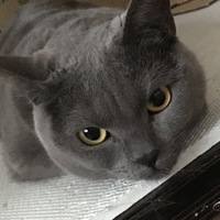 ジル