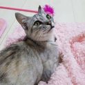 アメショ系のシルバーサビ　FeLV(猫白血病)陽性
