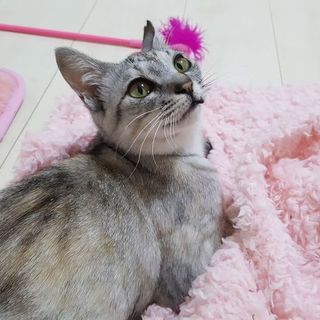アメショ系のシルバーサビ　FeLV(猫白血病)陽性