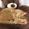 の写真