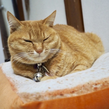 の写真