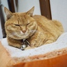の写真