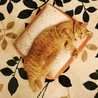 の写真