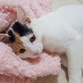 某女優さん似のミケ　FeLV(猫白血病)陽性