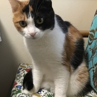 まな