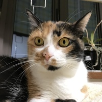 かな