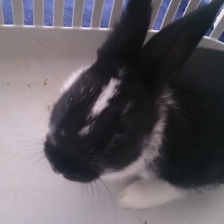 新しいご家族が決まりました。