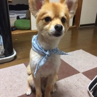 伊吹