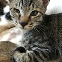 僕の家族になってください