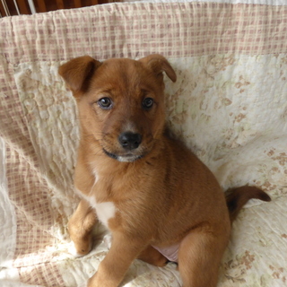 おっとりソラちゃんを守って下さるママを探してます