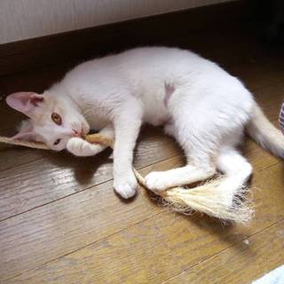 多頭崩壊レスキュー、もなかです。