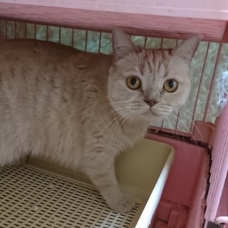 ブリティッシュS☆ゆうひちゃん☆女の子3歳