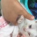 捨て猫を拾いました