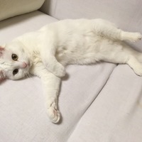 りんりん