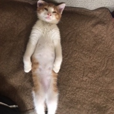 里親さんに引き取られた茶白ちゃん