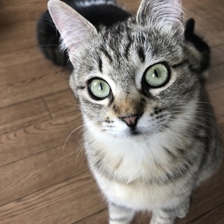 おねだり上手な女の子