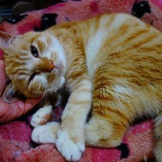 【募集一時停止中!】★どらえもん体型くりーむ太郎★