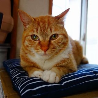 【募集一時停止中!】★どらえもん体型の甘えん坊★