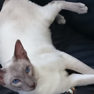 シャム、オス　人懐こく活発です