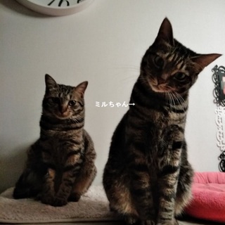 守ってあげて乙女なミルちゃん