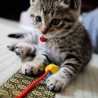 ティア