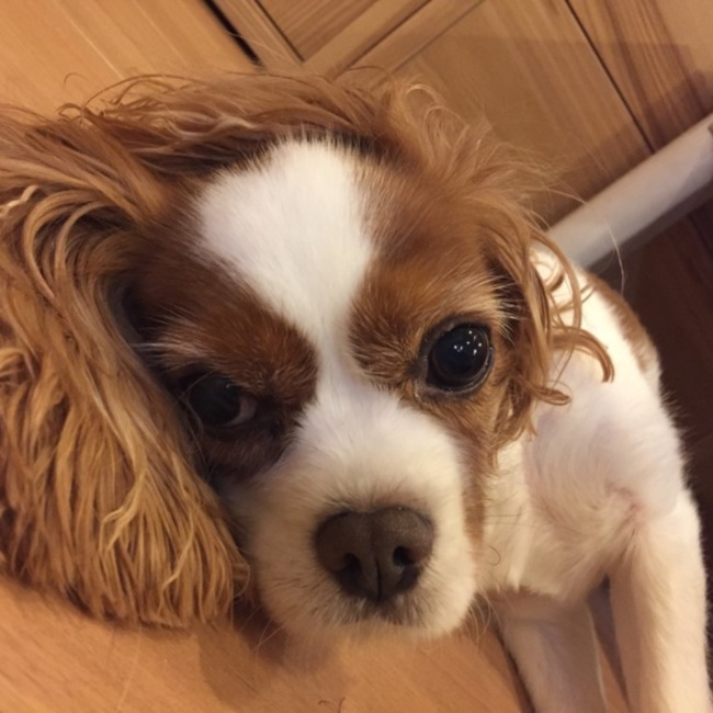 ジュンジュン☆のカバー写真