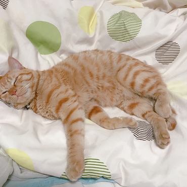 干したての布団に1番に寝る猫(¦3冫 ﾉ)ﾉ