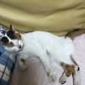 とっても人なつこい可愛い猫です。