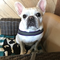 かぼす
