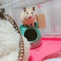 きんくん