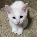捨てられていた子猫の里親募集中‼︎