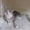 里親様決定●ロシブルミックスの男の子 サムネイル2