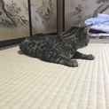 元気いっぱいベンガル