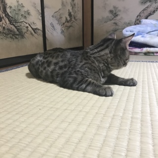 元気いっぱいベンガル