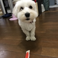 小幡りん
