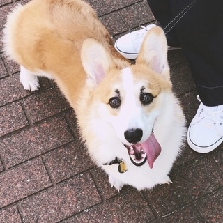 大切にしてくださる方(募集締切)