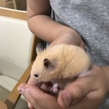 ゴールデンハムスター　里親大募集！