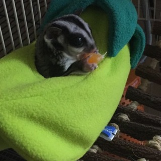 フクロモモンガの里親さん探しています