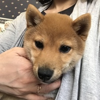 すず