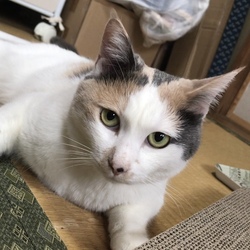 保護猫トライアル生活〜猫が家にやってきた