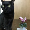 ジジねこさんさん