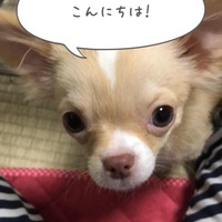 ﾁｭﾓﾝ