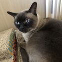 シャム猫(オス)